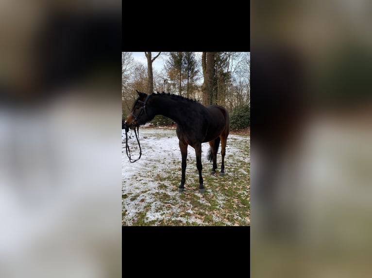 Poni alemán Yegua 4 años 147 cm Castaño in Hagen im Bremischen