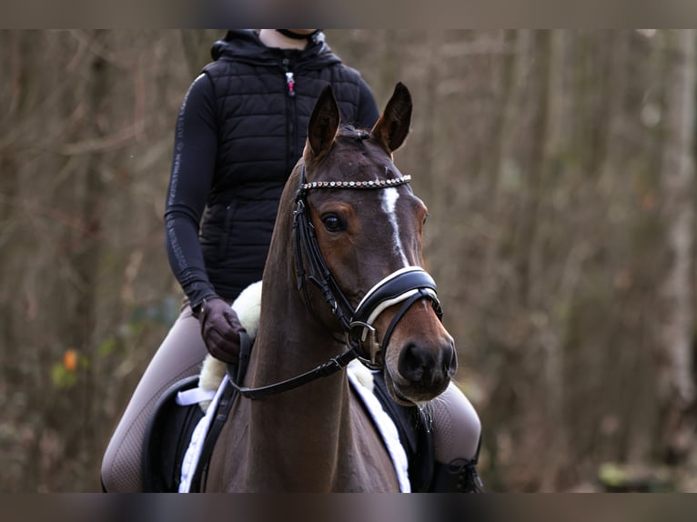 Poni alemán Yegua 4 años 147 cm Castaño in Lünen