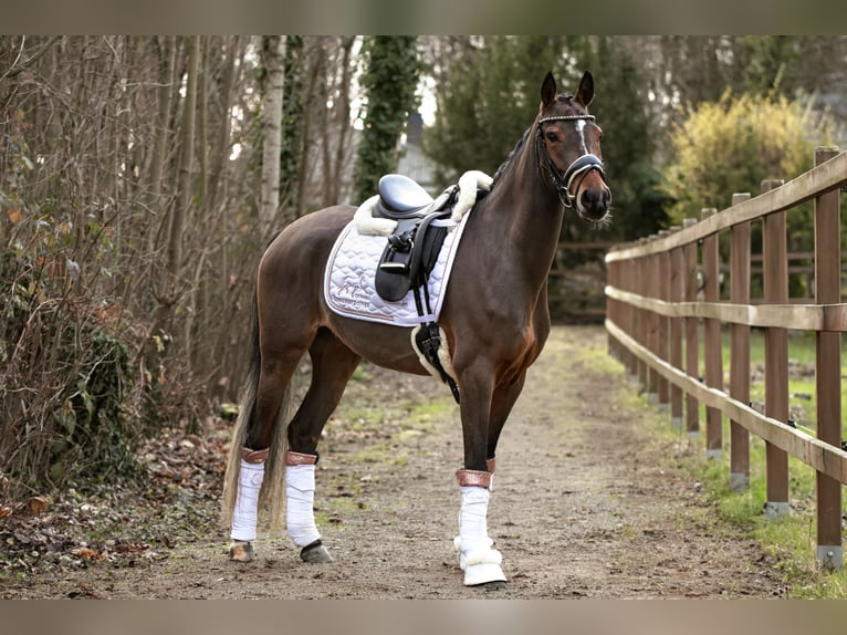 Poni alemán Yegua 4 años 147 cm Castaño in Lünen