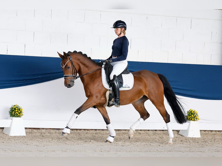 Poni alemán Yegua 4 años 147 cm Castaño in Marsberg