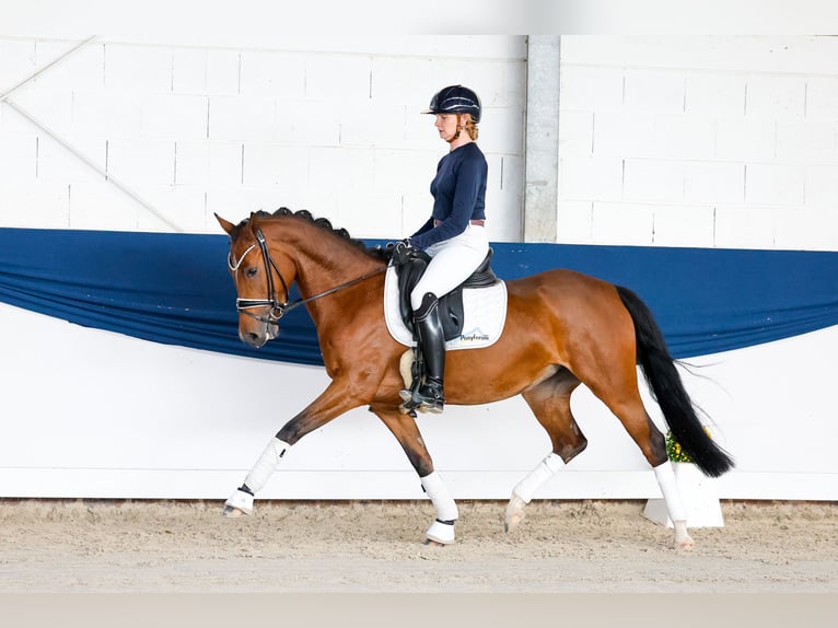 Poni alemán Yegua 4 años 147 cm Castaño in Marsberg
