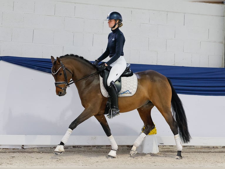 Poni alemán Yegua 4 años 147 cm Castaño in Marsberg
