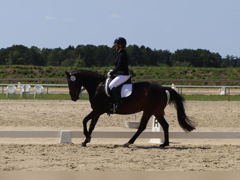 Poni alemán Yegua 4 años 147 cm Castaño oscuro in Varel