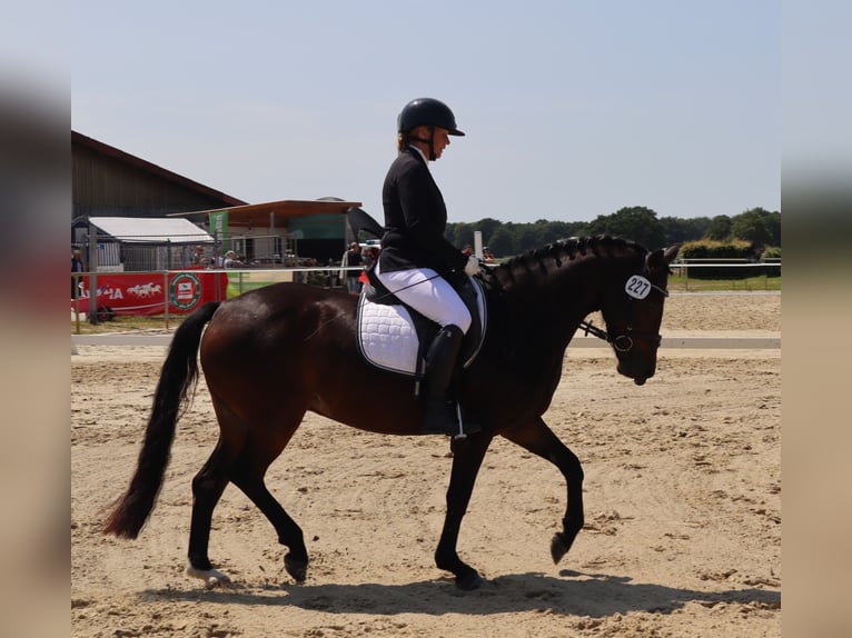 Poni alemán Yegua 4 años 147 cm Castaño oscuro in Varel