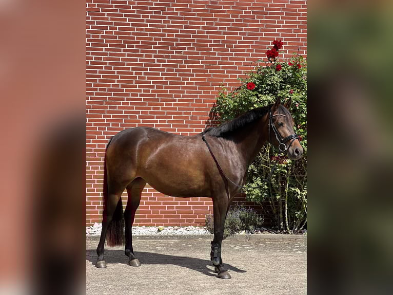 Poni alemán Yegua 4 años 147 cm Morcillo in Hollenstedt