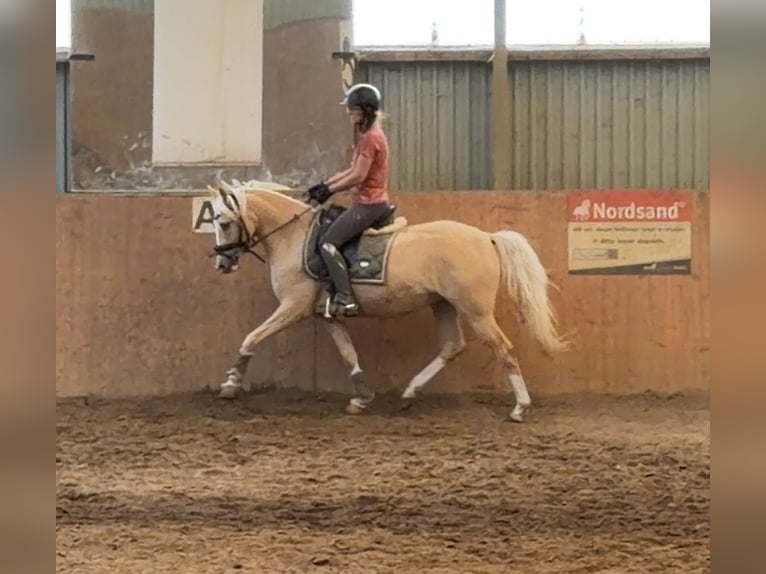 Poni alemán Yegua 4 años 147 cm Palomino in Achim