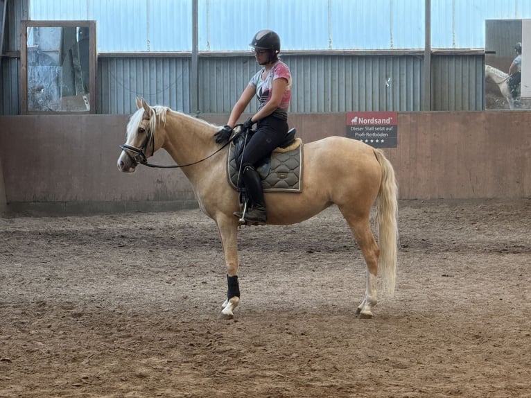 Poni alemán Yegua 4 años 147 cm Palomino in Achim