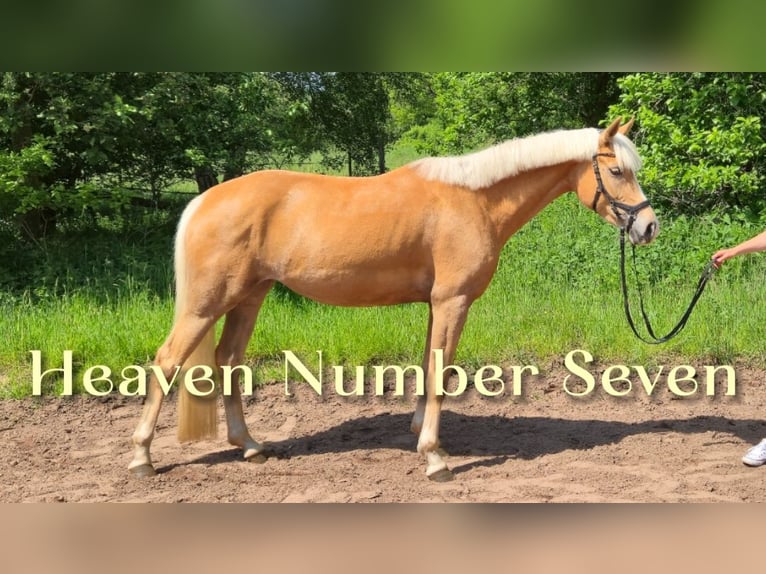 Poni alemán Yegua 4 años 147 cm Palomino in Vollersode