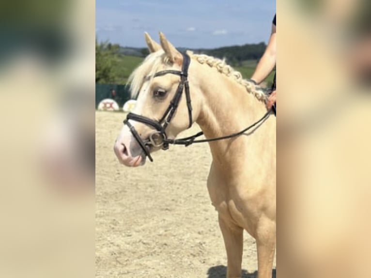Poni alemán Yegua 4 años 147 cm Palomino in Lindlar