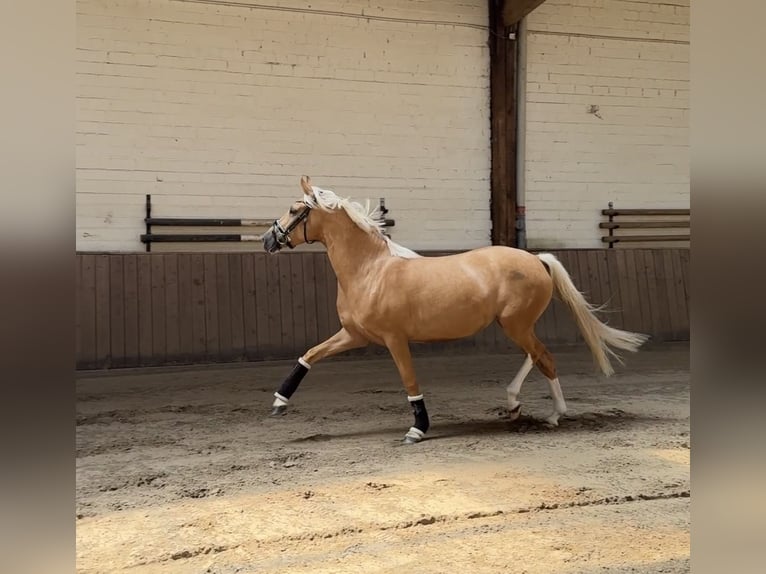 Poni alemán Yegua 4 años 147 cm Palomino in Düsseldorf