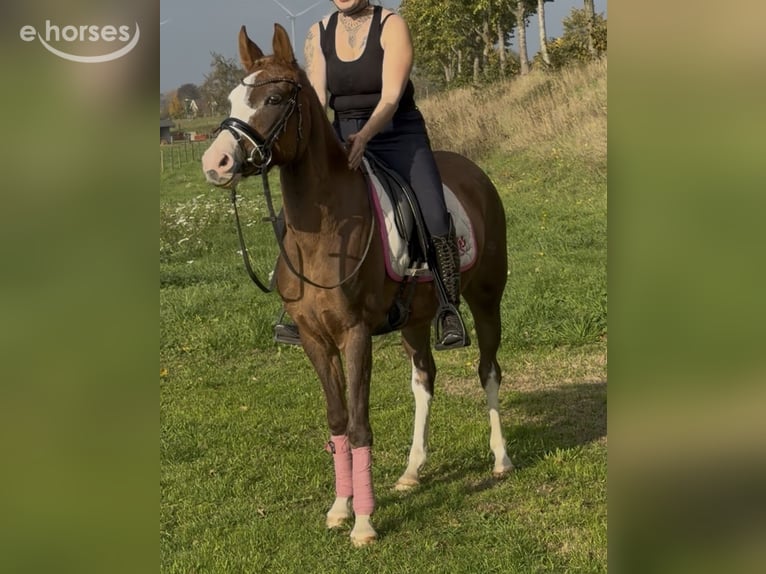 Poni alemán Yegua 4 años 147 cm Red Dun/Cervuno in Kaldenkirchen