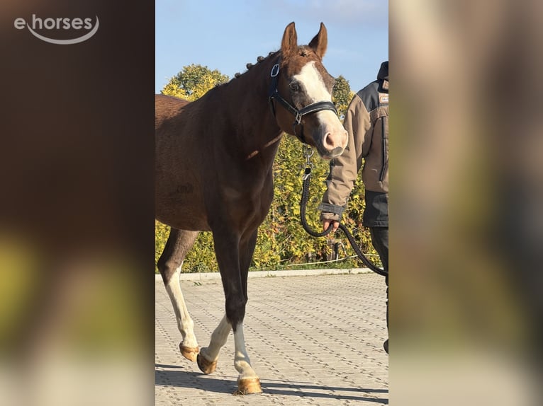 Poni alemán Yegua 4 años 147 cm Red Dun/Cervuno in Kaldenkirchen