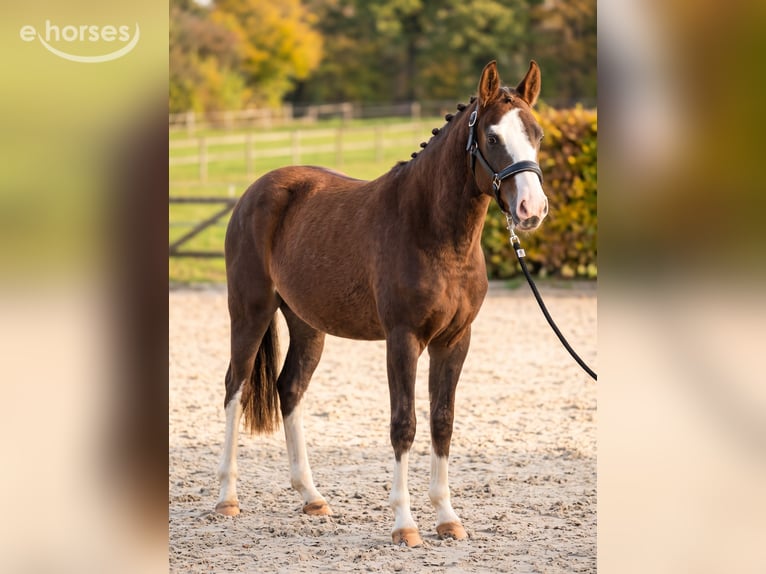 Poni alemán Yegua 4 años 147 cm Red Dun/Cervuno in Kaldenkirchen