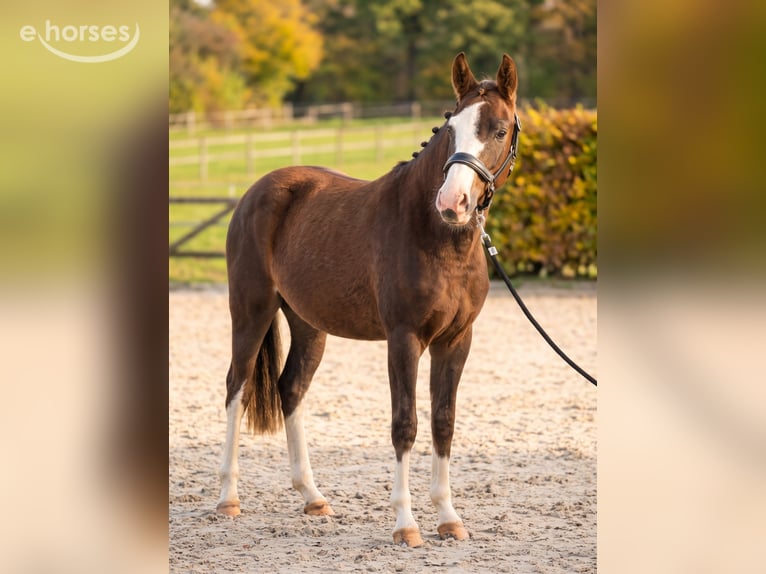 Poni alemán Yegua 4 años 147 cm Red Dun/Cervuno in Kaldenkirchen