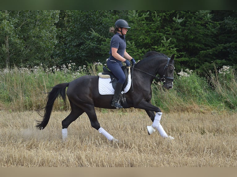 Poni alemán Yegua 4 años 148 cm Alazán-tostado in Bassum