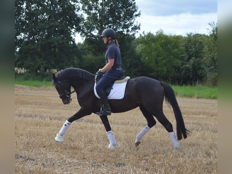 Poni alemán Yegua 4 años 148 cm Alazán-tostado in Bassum