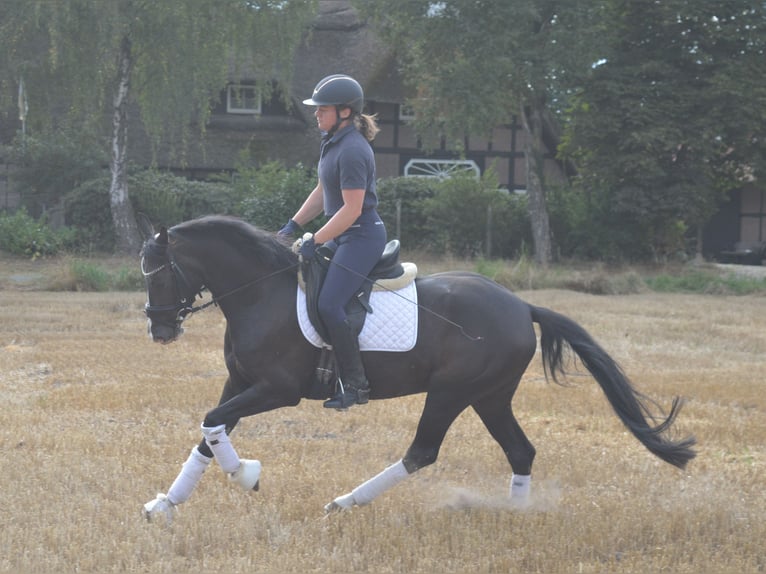 Poni alemán Yegua 4 años 148 cm Alazán-tostado in Bassum