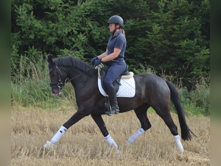 Poni alemán Yegua 4 años 148 cm Alazán-tostado in Bassum