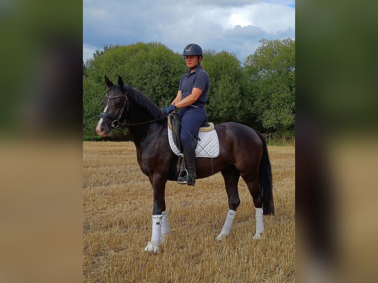 Poni alemán Yegua 4 años 148 cm Alazán-tostado in Bassum