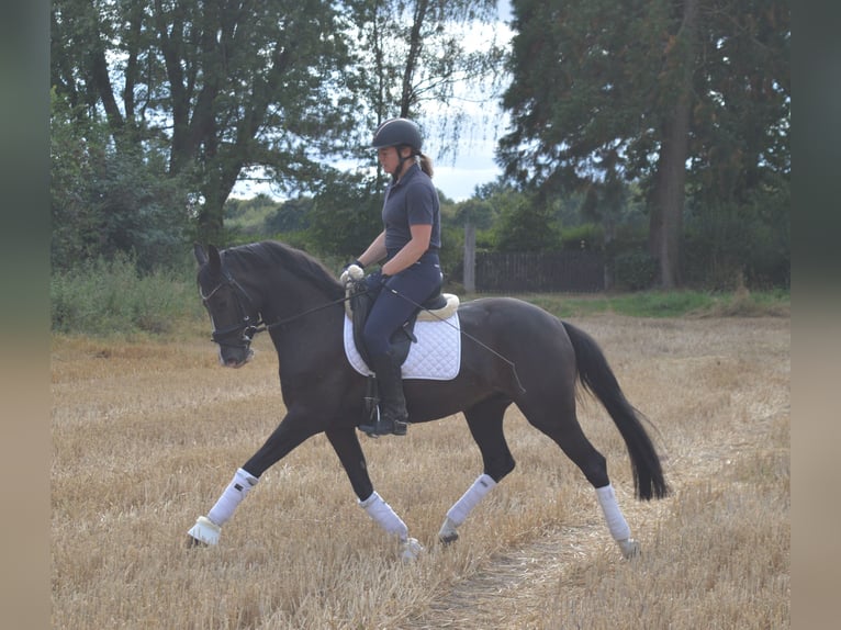 Poni alemán Yegua 4 años 148 cm Alazán-tostado in Bassum