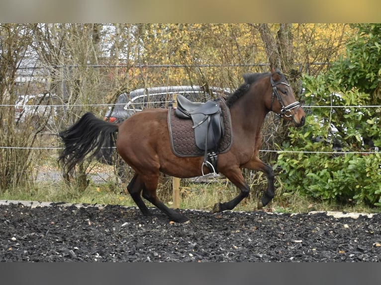Poni alemán Yegua 4 años 148 cm Castaño in Osburg