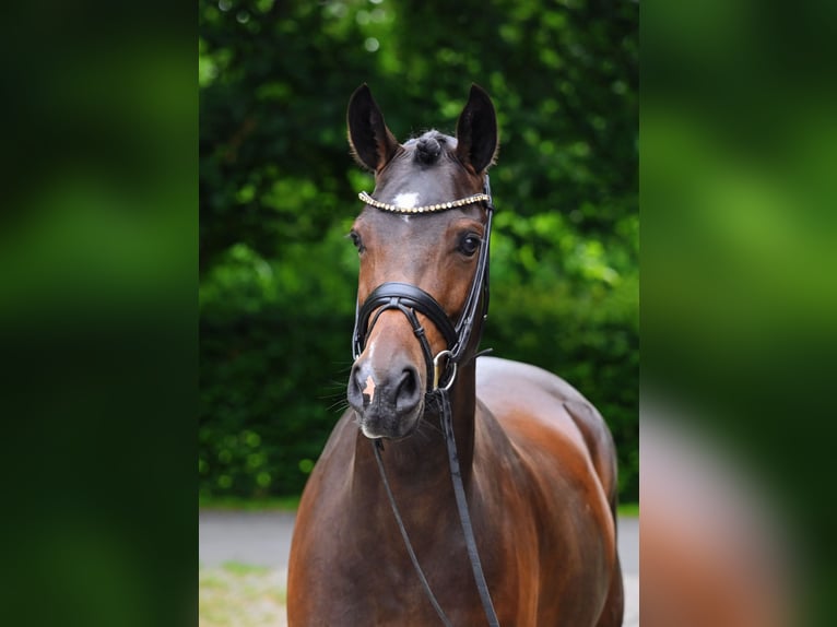 Poni alemán Yegua 4 años 148 cm Castaño oscuro in Jever