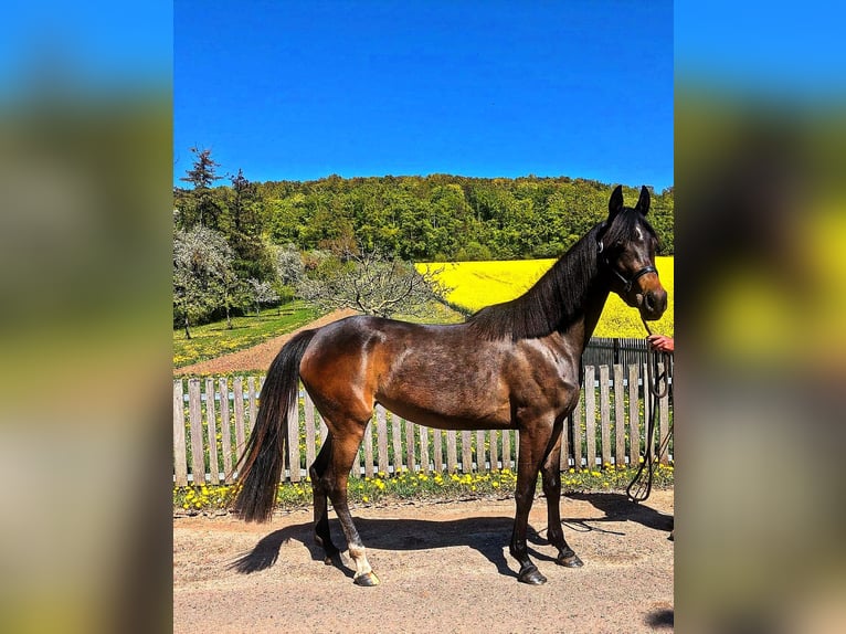 Poni alemán Mestizo Yegua 4 años 148 cm Castaño oscuro in Ferna
