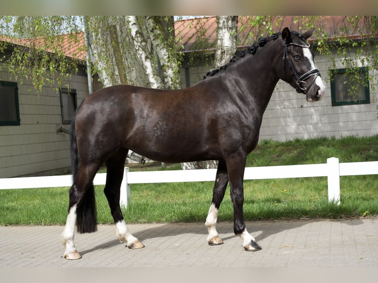 Poni alemán Yegua 4 años 148 cm Negro in Groß Kreutz