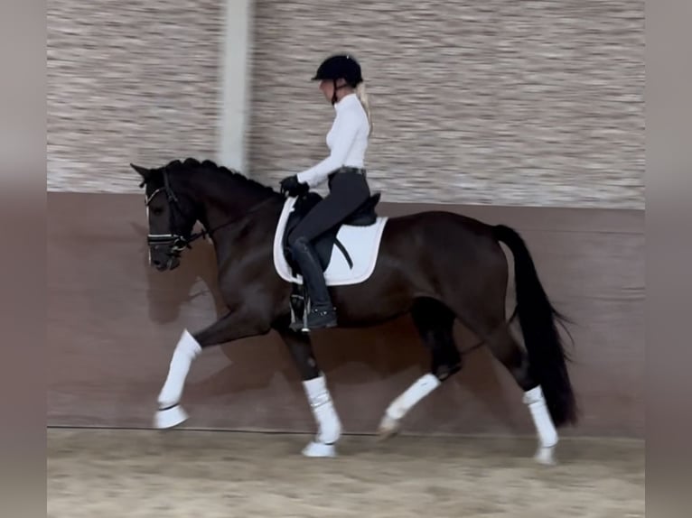 Poni alemán Yegua 4 años 148 cm Negro in Wehringen