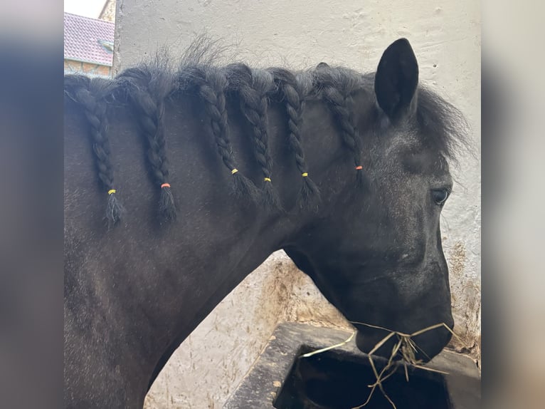 Poni alemán Mestizo Yegua 4 años 148 cm Negro in Dortmund