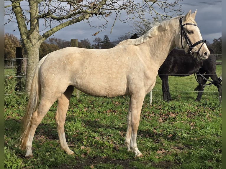 Poni alemán Yegua 4 años 148 cm Palomino in Wachtendonk