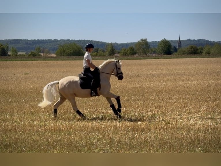 Poni alemán Yegua 4 años 148 cm Palomino in Weilheim an der Teck