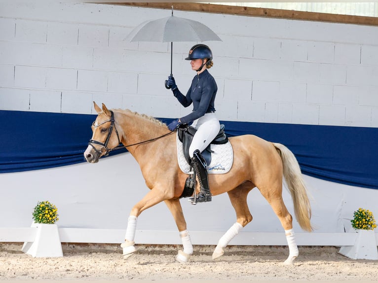 Poni alemán Yegua 4 años 148 cm Palomino in Marsberg