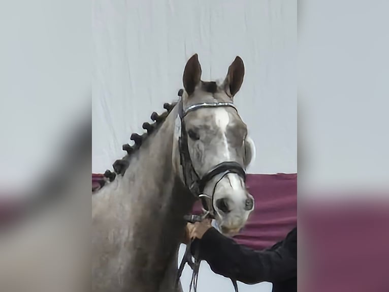 Poni alemán Yegua 4 años 148 cm Tordo in Wald