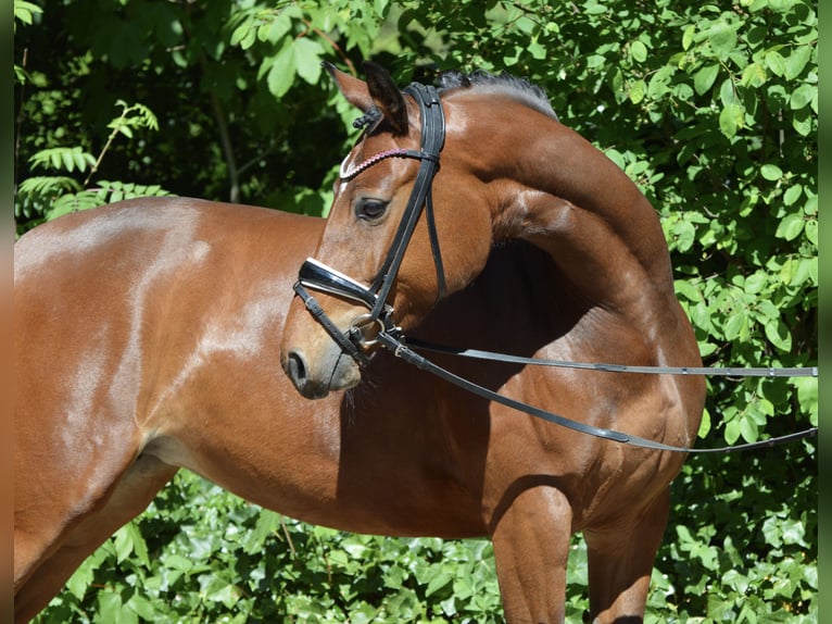 Poni alemán Yegua 4 años 150 cm Castaño in Lürschau