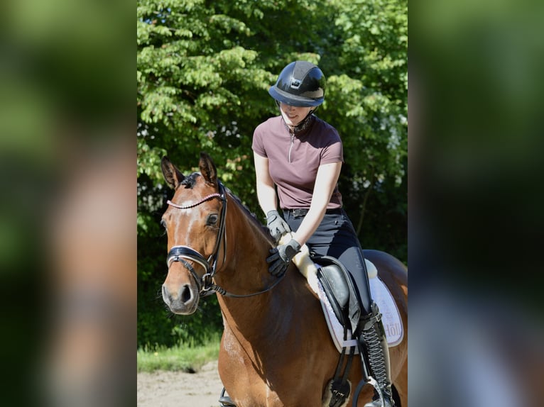 Poni alemán Yegua 4 años 150 cm Castaño in Lürschau