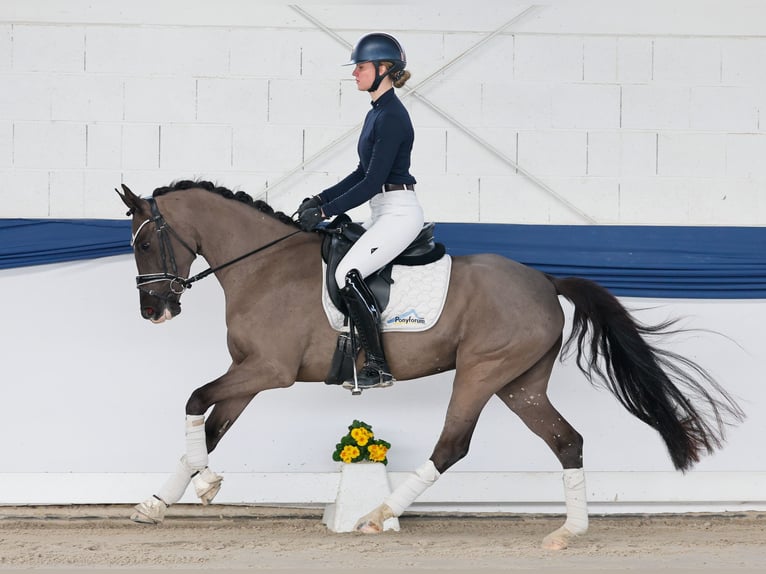 Poni alemán Yegua 4 años 150 cm Negro in Marsberg