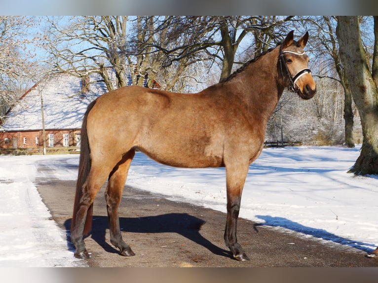 Poni alemán Yegua 4 años 152 cm Buckskin/Bayo in Ludwigslust