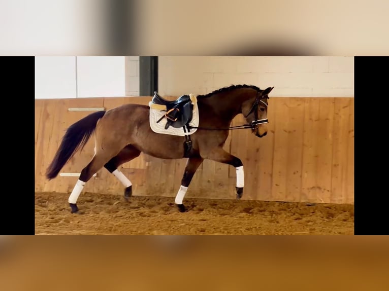 Poni alemán Yegua 4 años 152 cm Buckskin/Bayo in Ludwigslust