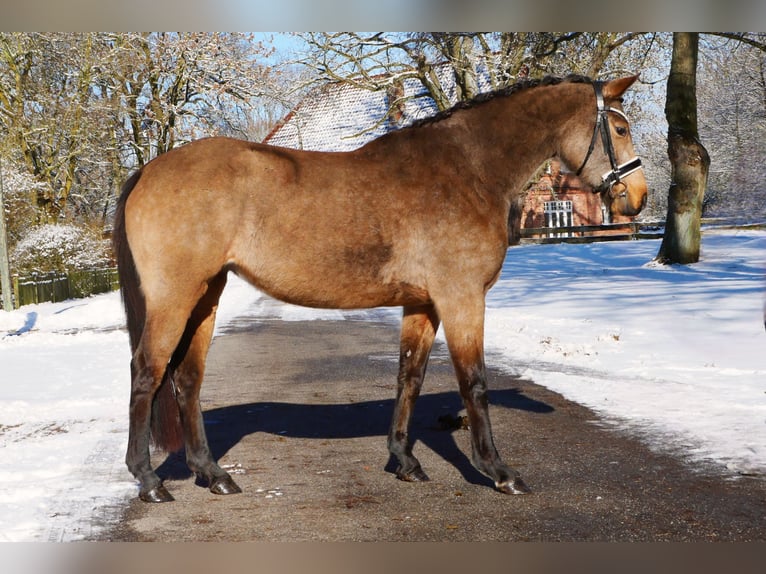 Poni alemán Yegua 4 años 152 cm Buckskin/Bayo in Ludwigslust