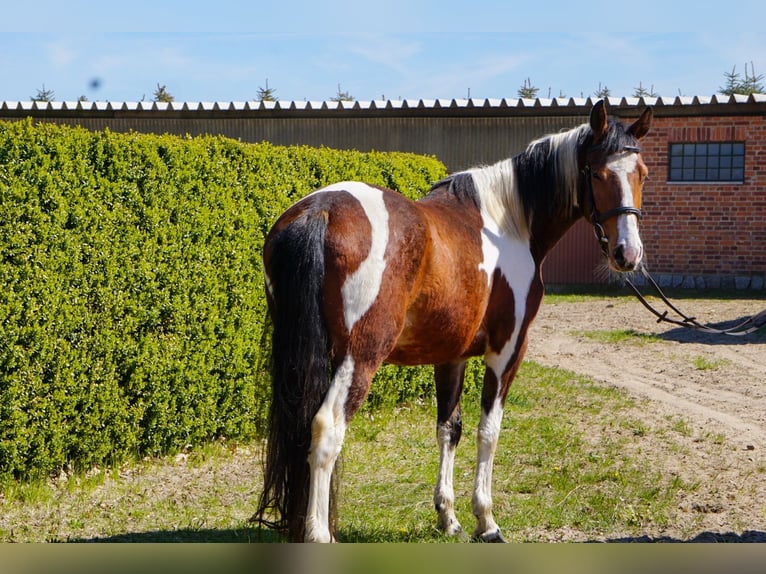 Poni alemán Mestizo Yegua 4 años 152 cm Pío in Kyritz