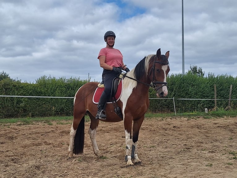 Poni alemán Mestizo Yegua 4 años 152 cm Pío in Kyritz