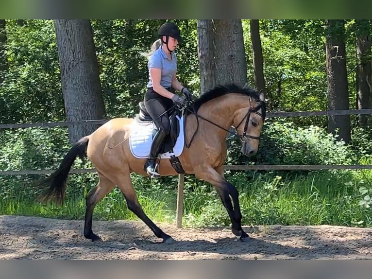 Poni alemán Yegua 4 años 153 cm Buckskin/Bayo in Scheeßel