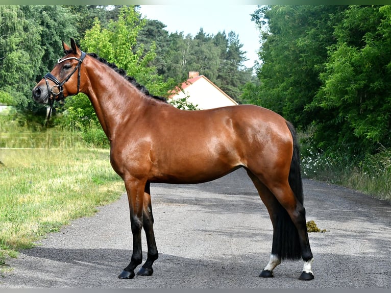 Poni alemán Yegua 4 años 153 cm Musgo marrón in Kamern
