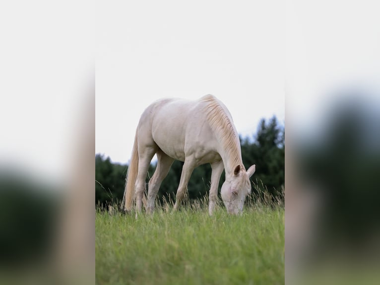 Poni alemán Yegua 4 años 155 cm Cremello in F&#xFC;rth
