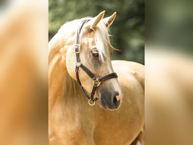 Poni alemán Yegua 4 años 155 cm Palomino in Bargstedt