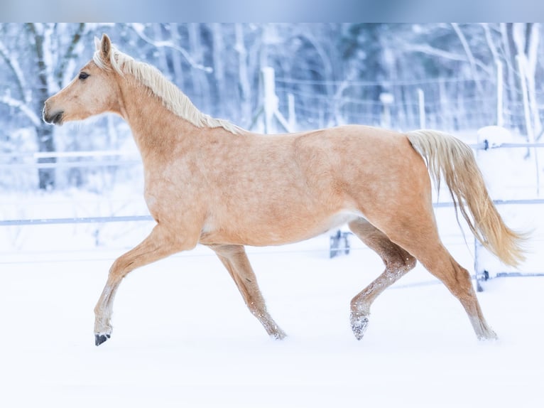 Poni alemán Yegua 4 años 155 cm Palomino in Bargstedt