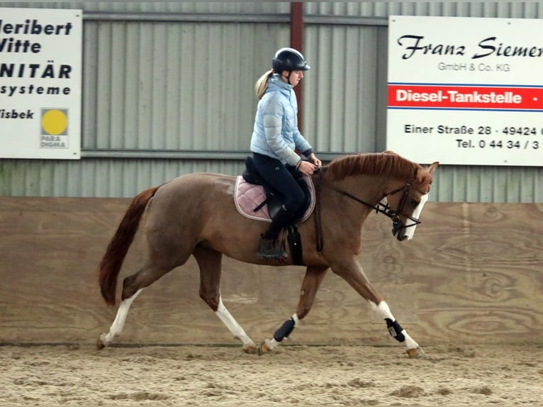 Poni alemán Yegua 4 años 156 cm Alazán in Wildeshausen