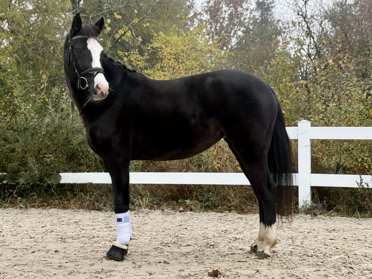 Poni alemán Yegua 4 años Negro in Helferskirchen