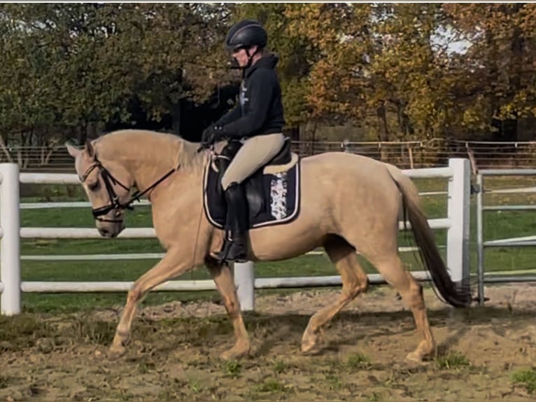 Poni alemán Yegua 4 años Palomino in Nienburg (Weser)